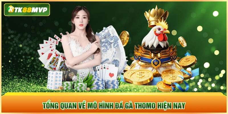 Tổng quan về mô hình đá gà Thomo hiện nay Tổng quan về mô hình đá gà Thomo hiện nay